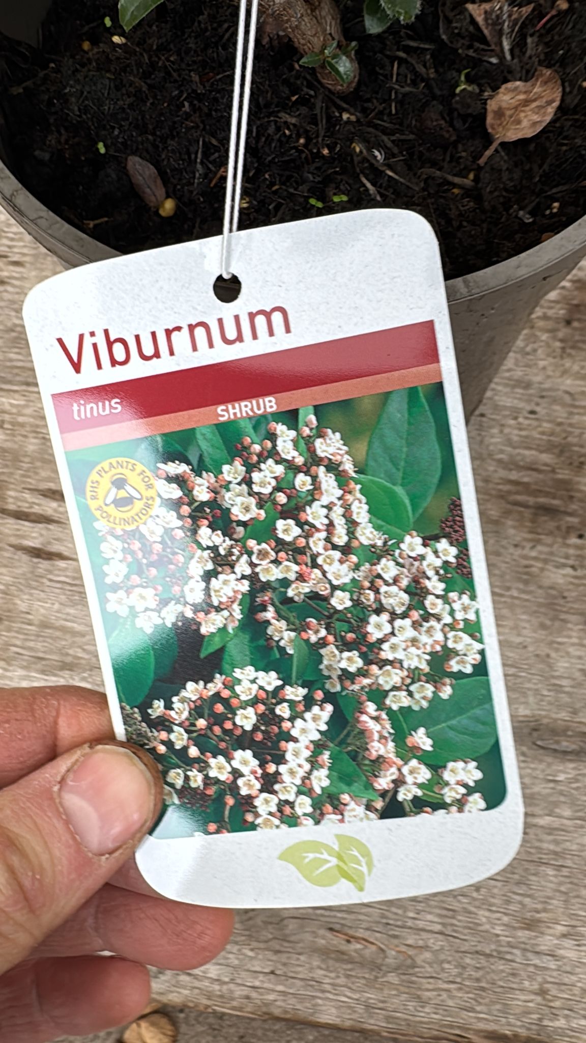 Viburmum 'Tinus' 2L