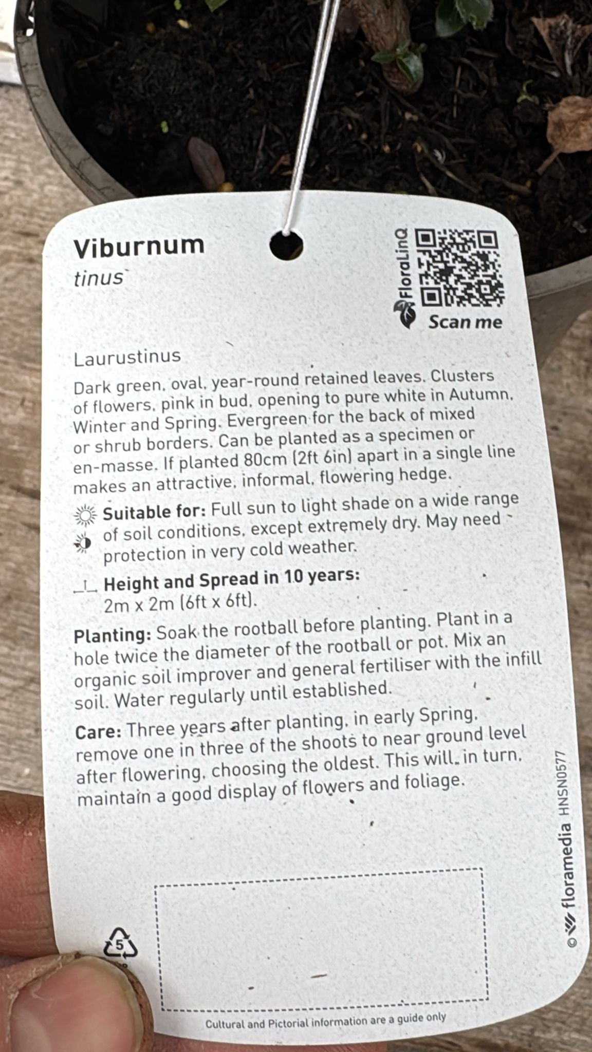 Viburmum 'Tinus' 2L