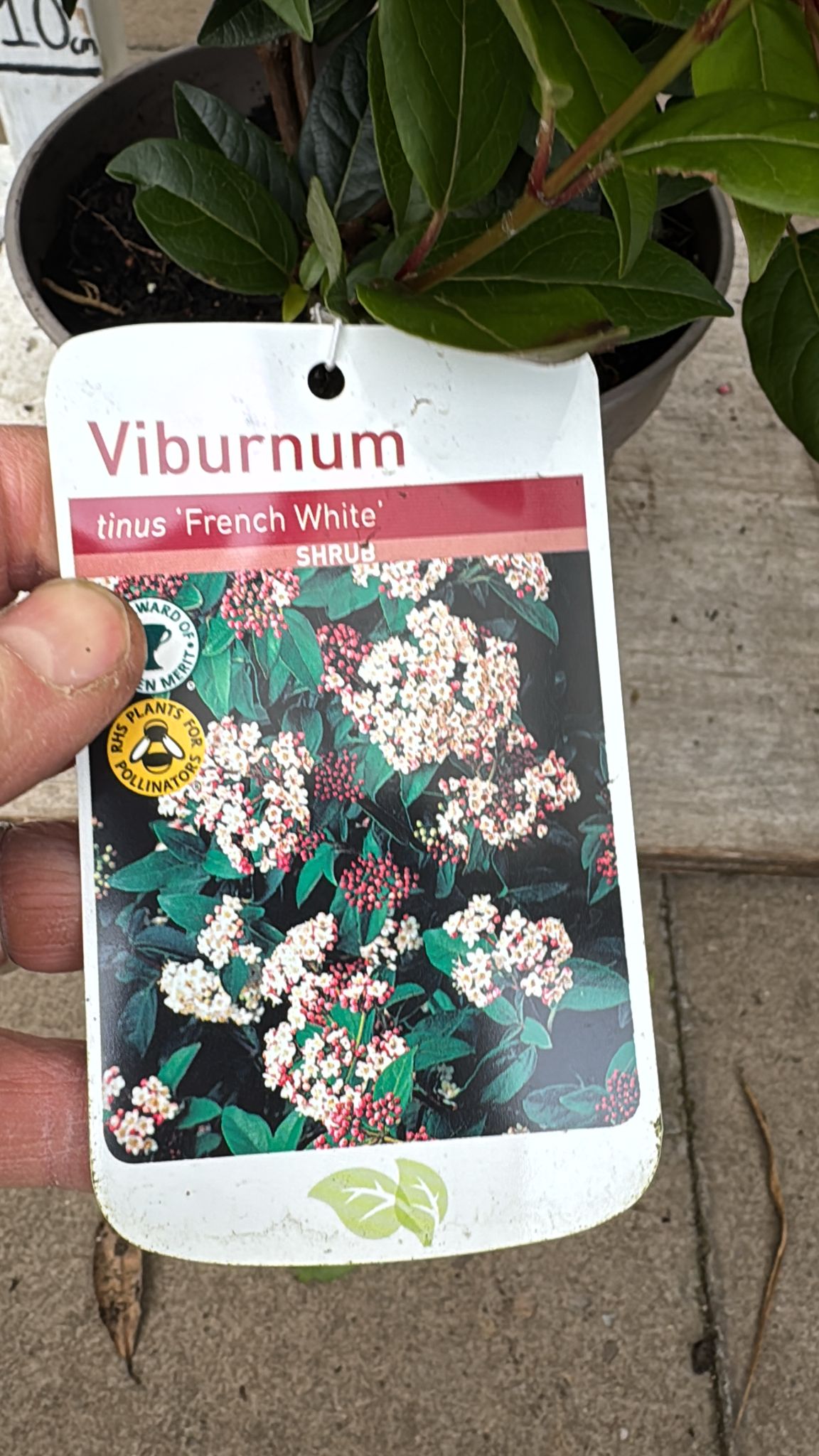 Viburmun 'French White'  5L