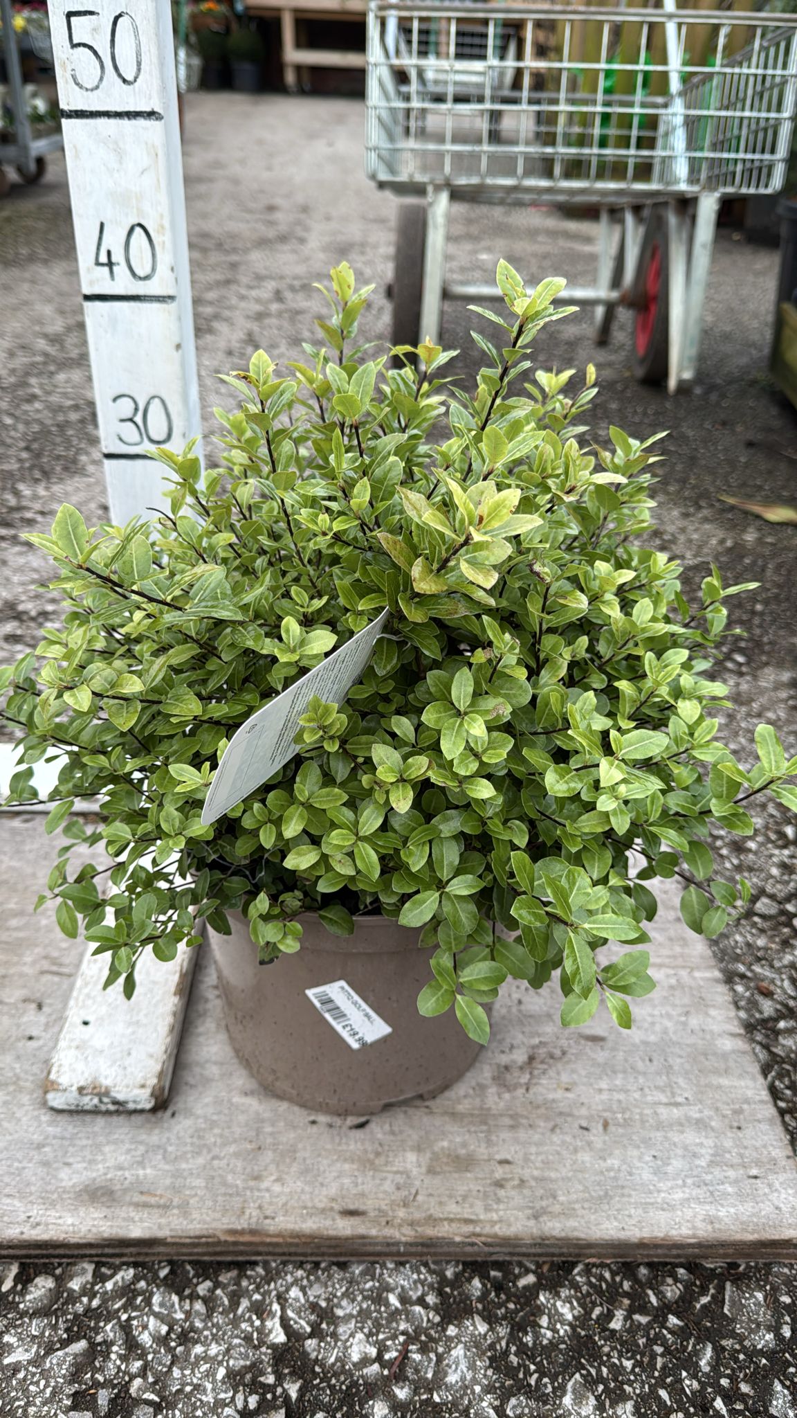 Pittosporum 'Golf Ball' 5L