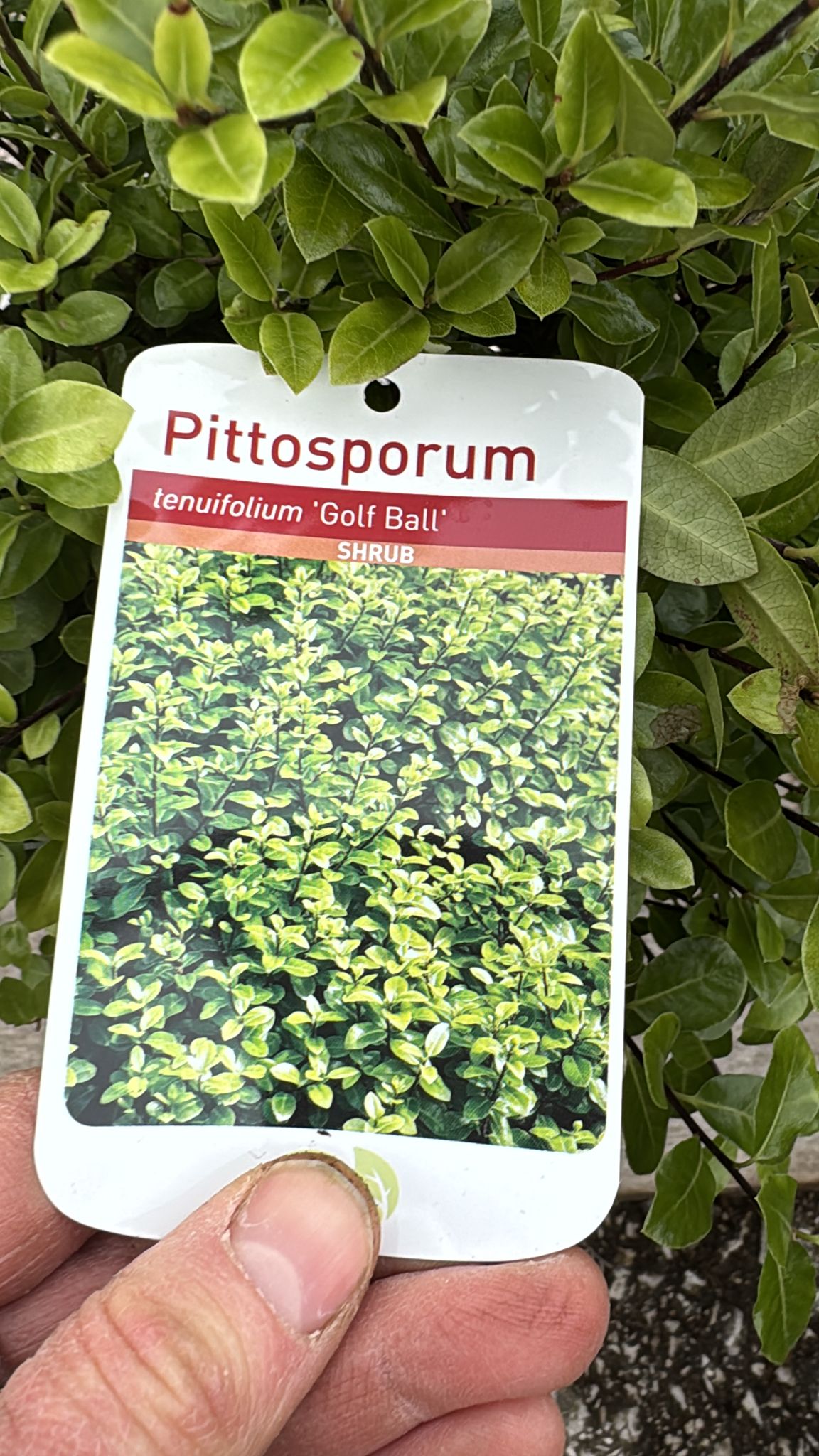 Pittosporum 'Golf Ball' 5L