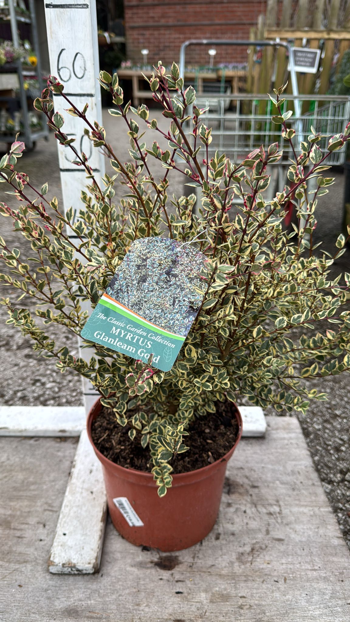 Myrtus Glanleam Gold 5L