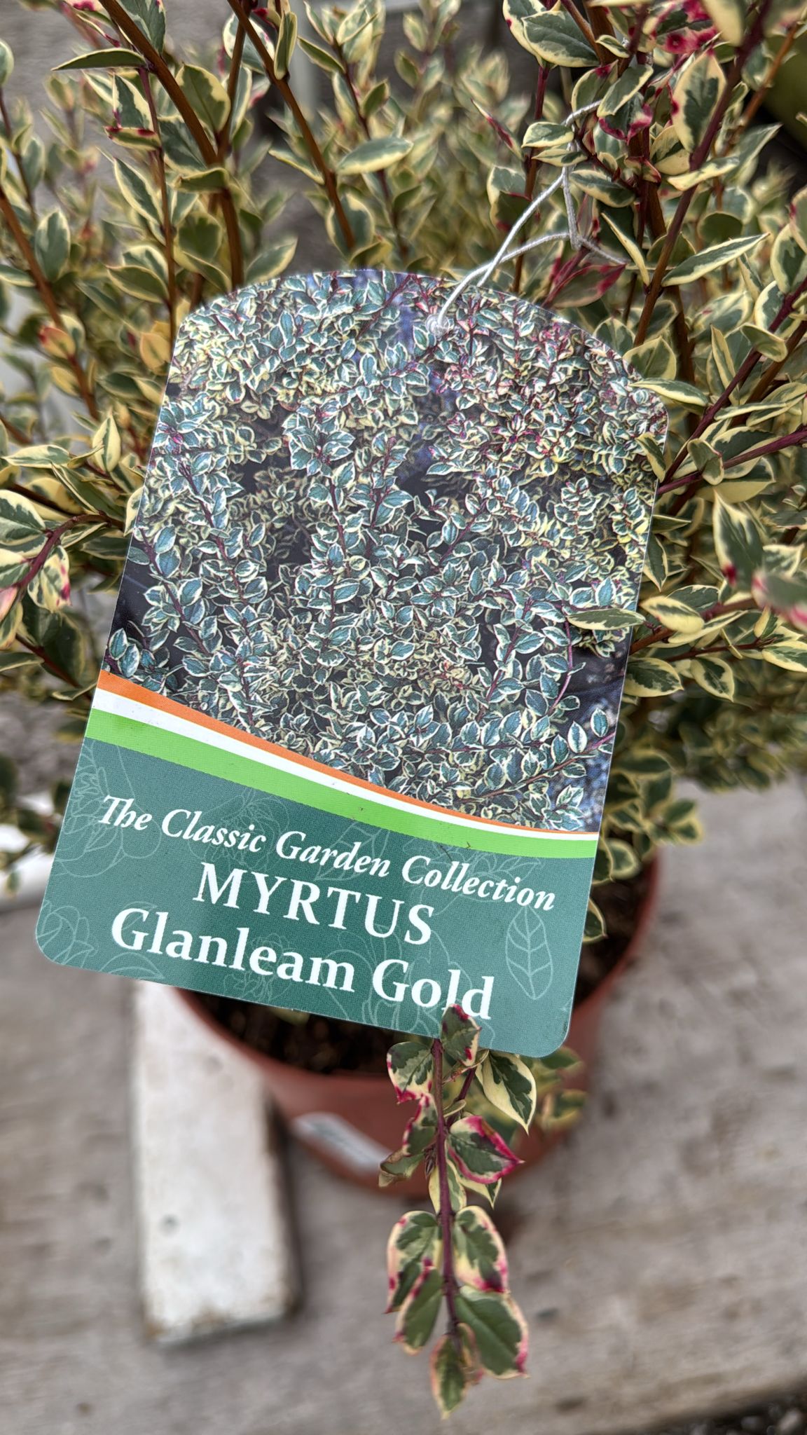 Myrtus Glanleam Gold 5L