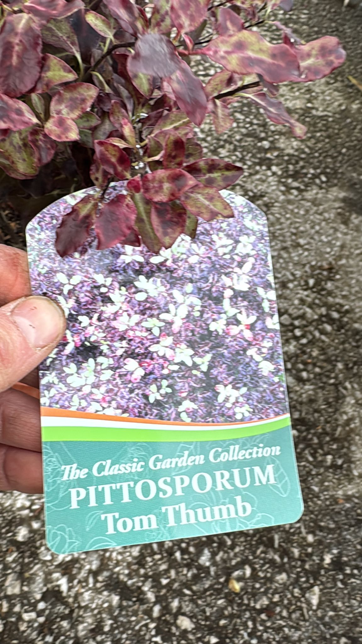 Pittosporum 'Tom Thumb' 5L