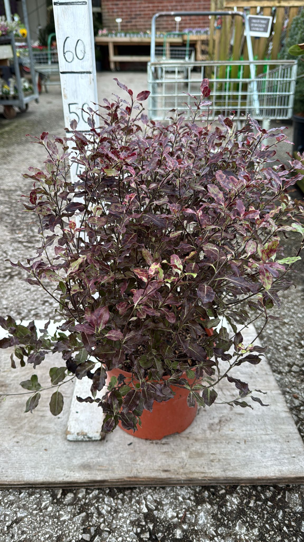 Pittosporum 'Tom Thumb' 5L