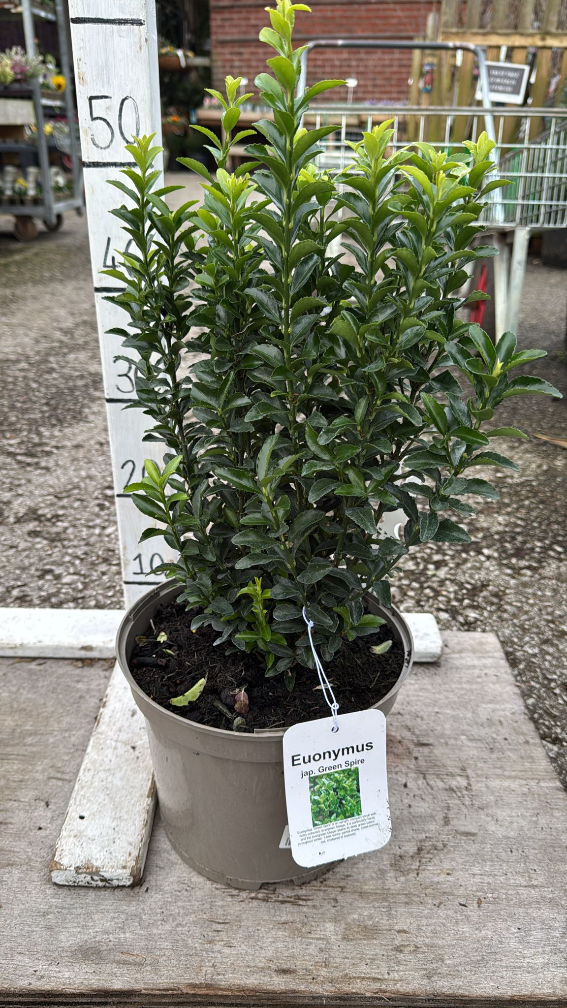 Euonymus Green Spire 5L