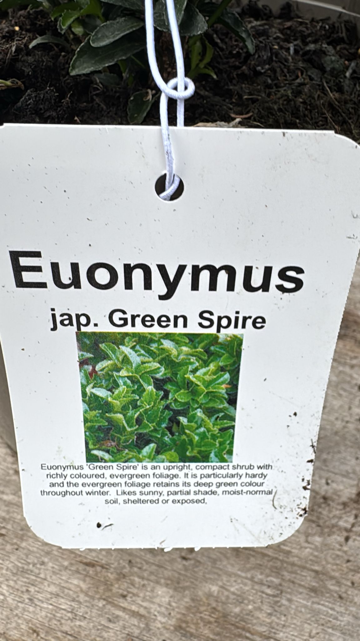 Euonymus Green Spire 5L