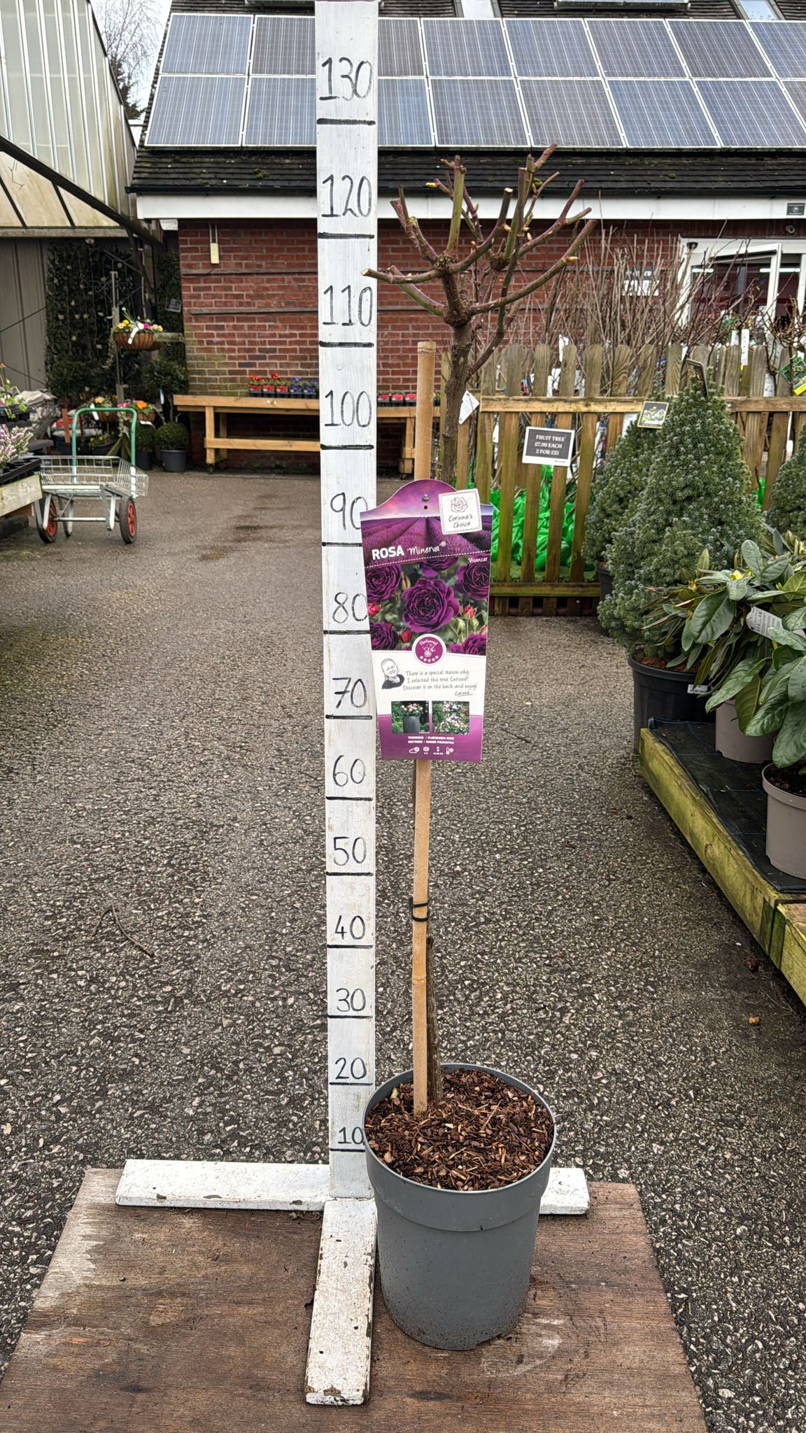 Standard 'Minerva' Rose 120cm inc pot.