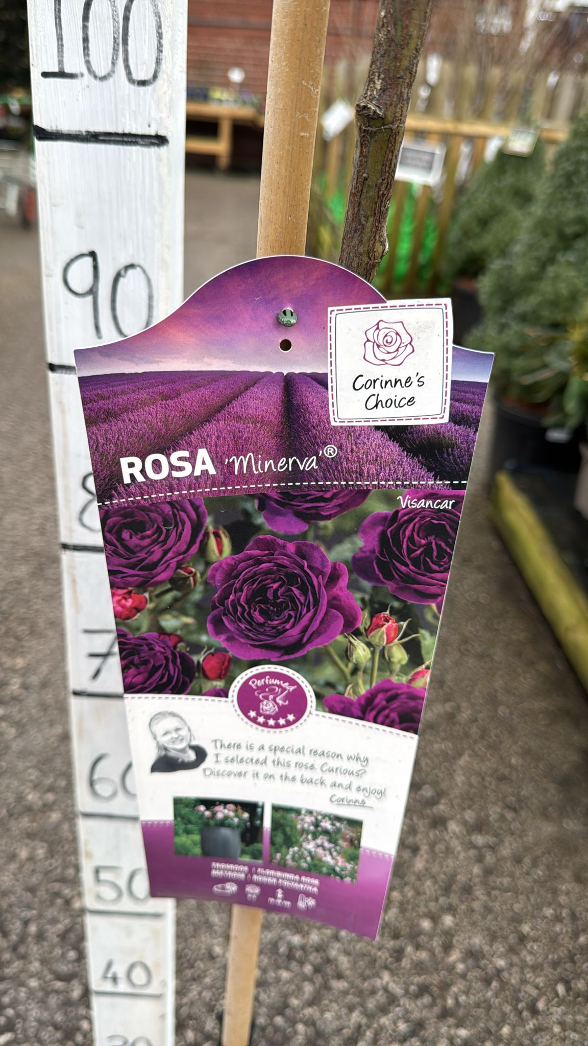 Standard 'Minerva' Rose 120cm inc pot.