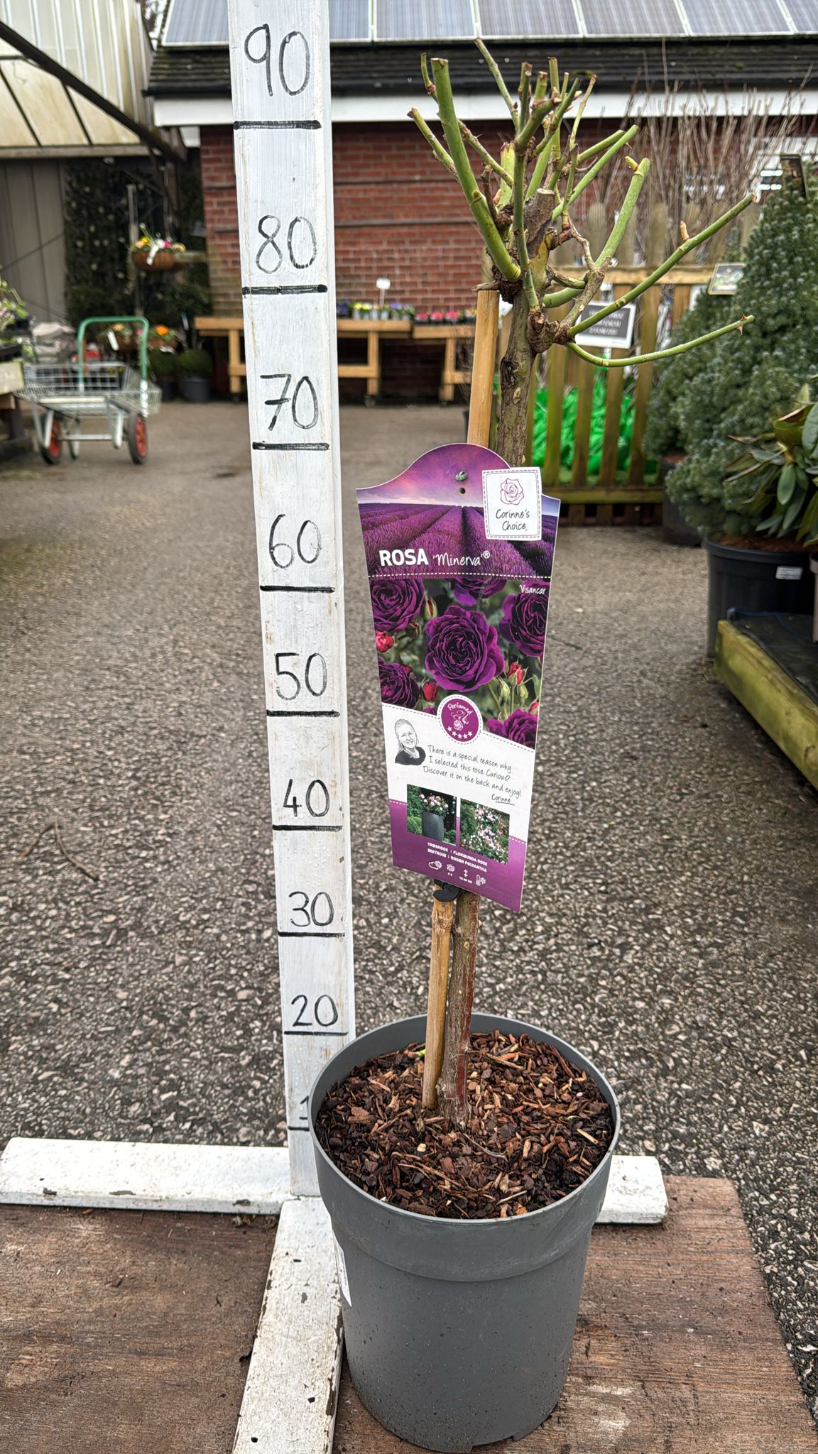 Standard 'Minerva' Rose 80-90cm inc pot.