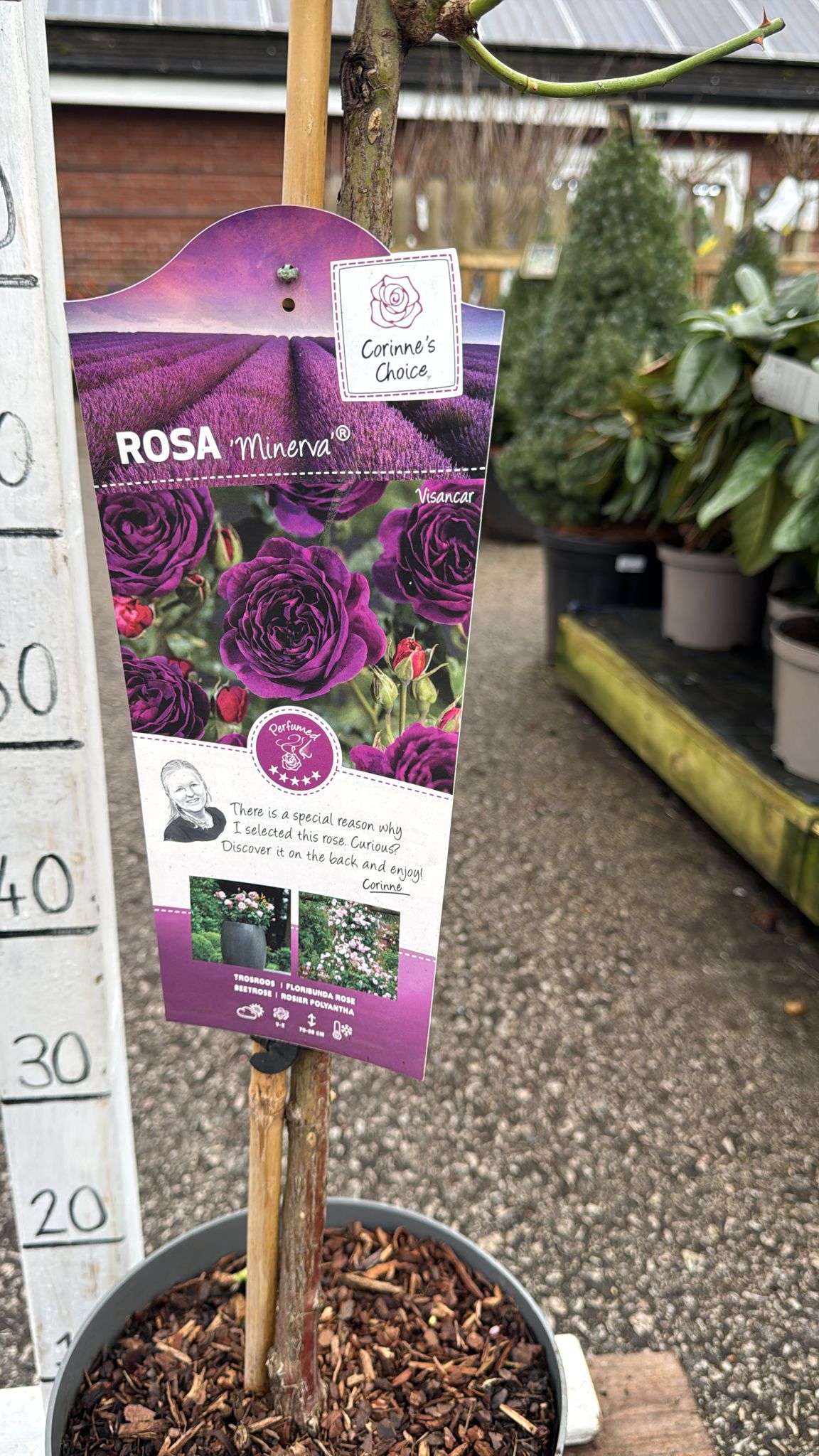 Standard 'Minerva' Rose 80-90cm inc pot.
