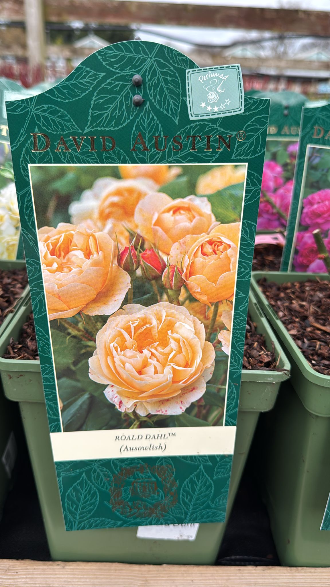 Roald Dahl, David Austin Rose (Ausowlish) 5L.