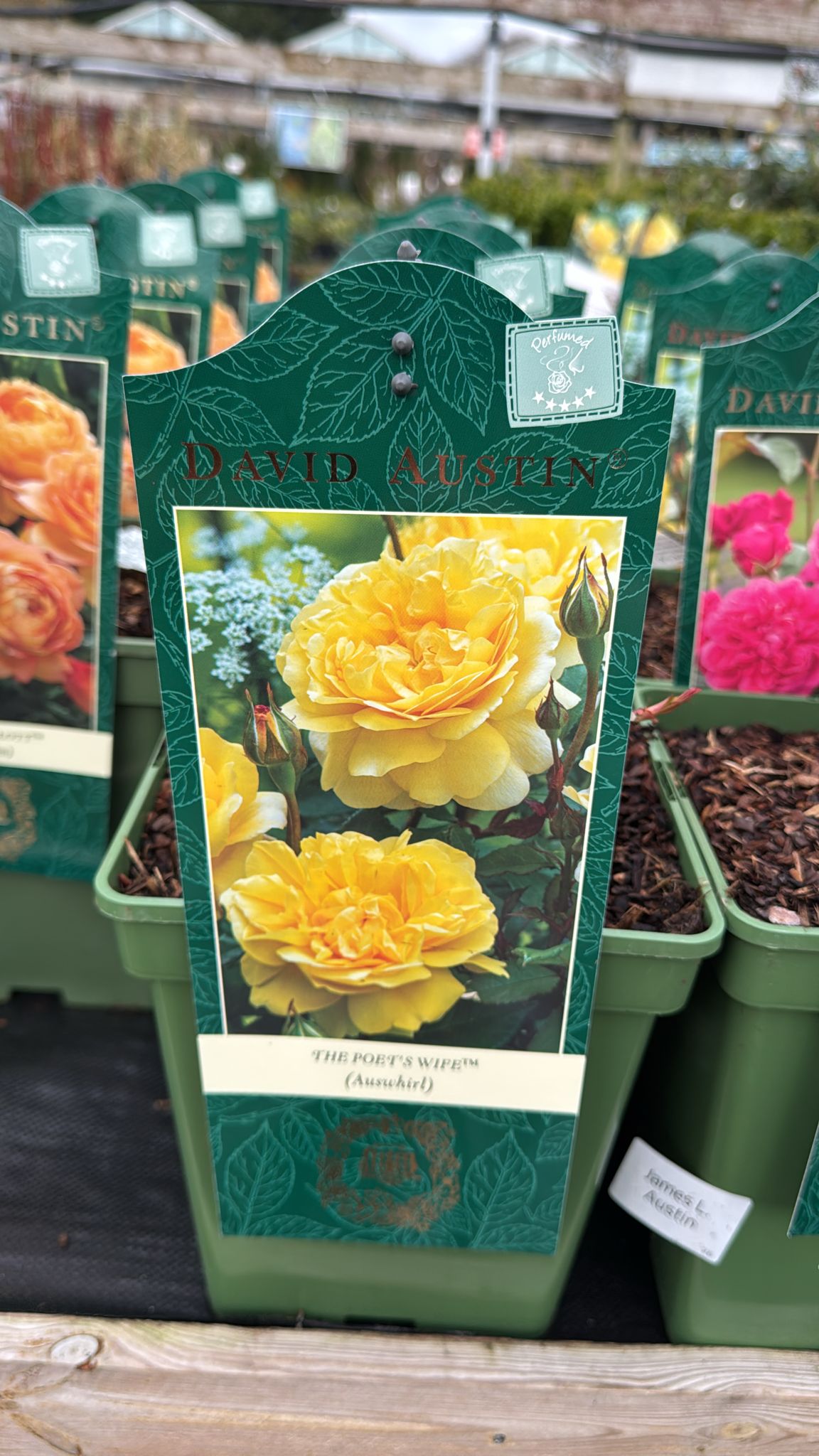 The Poet's Wife, David Austin Rose (Auswhirl) 5L.