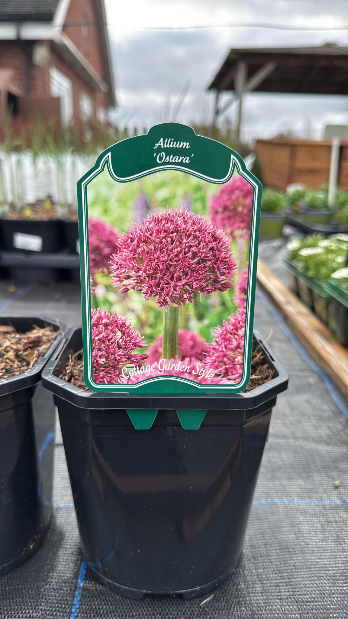Allium 'Ostara' 2L