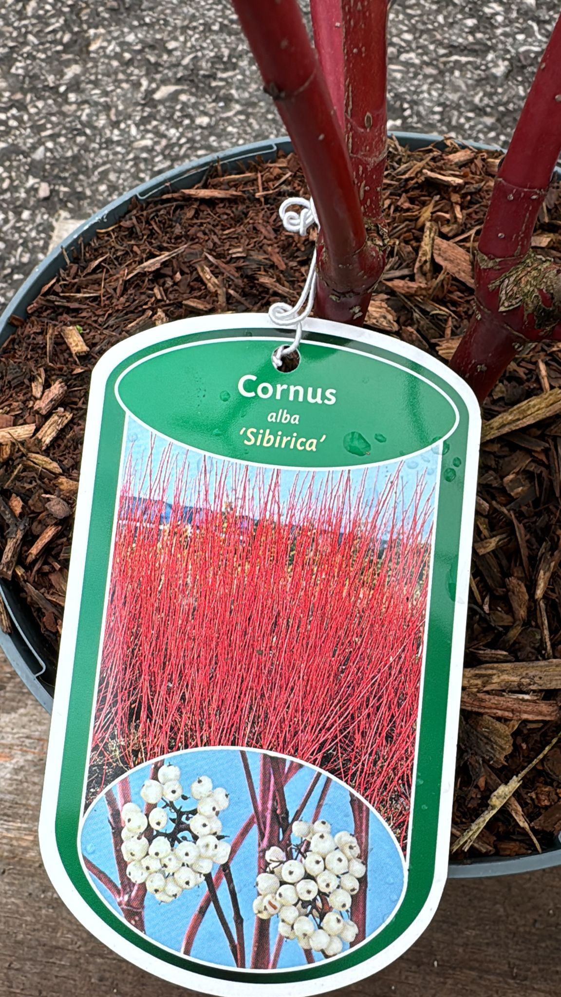 Cornus 3L