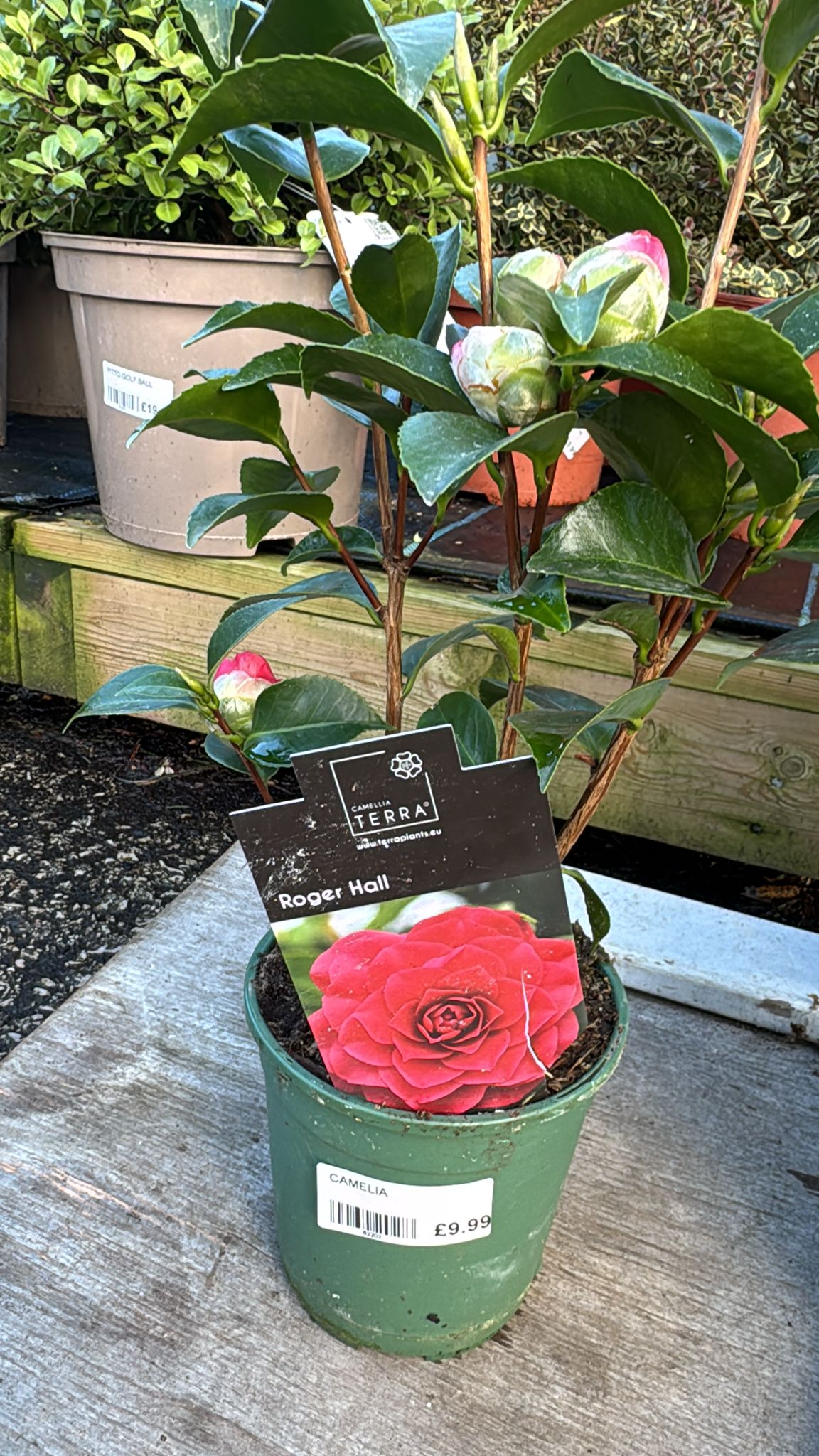 Camellia Roger Hall 1L