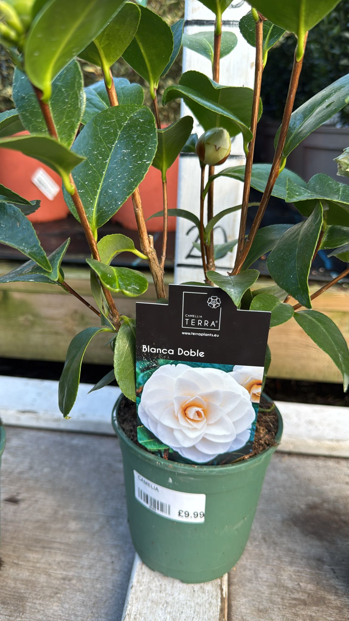 Camellia 'Bianca Doble' 1L