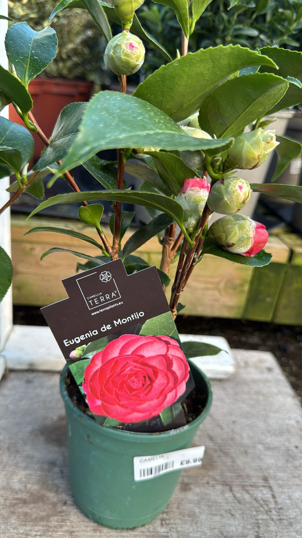 Camellia 'Eugenia De Montjo' 1L