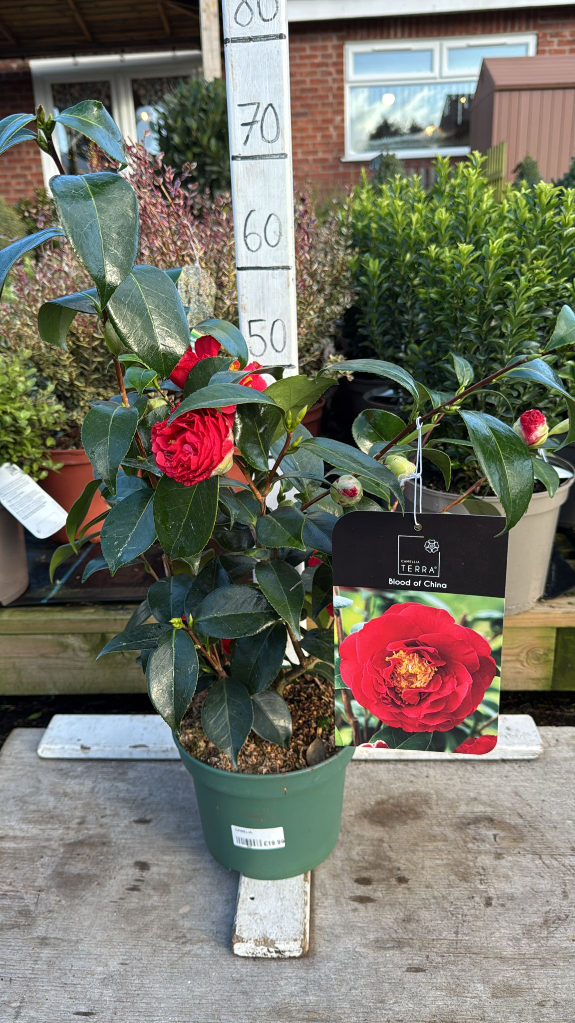 Camellia 'Blood of China' 3L
