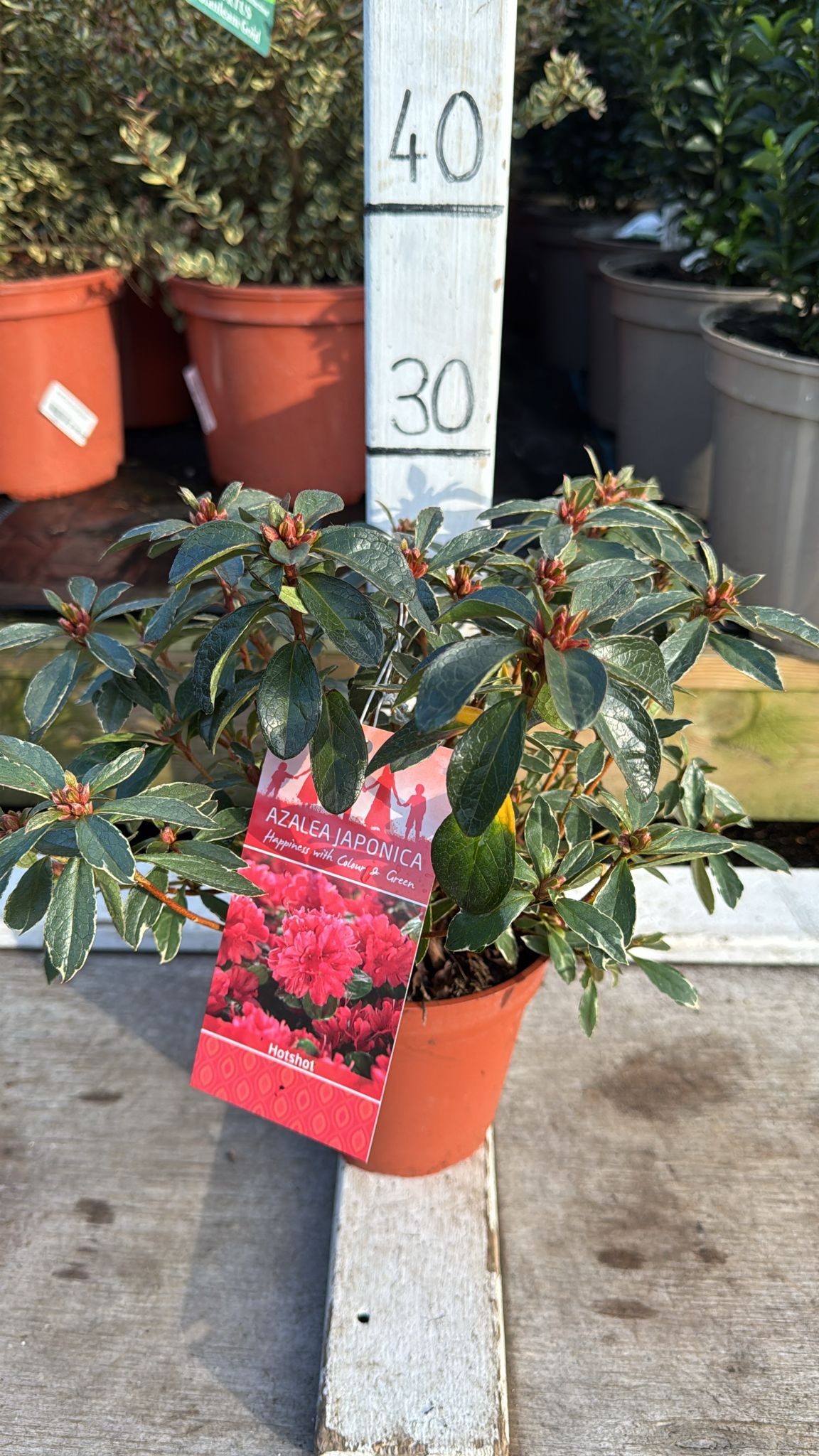 Azalea 'Hot Shot' 1L