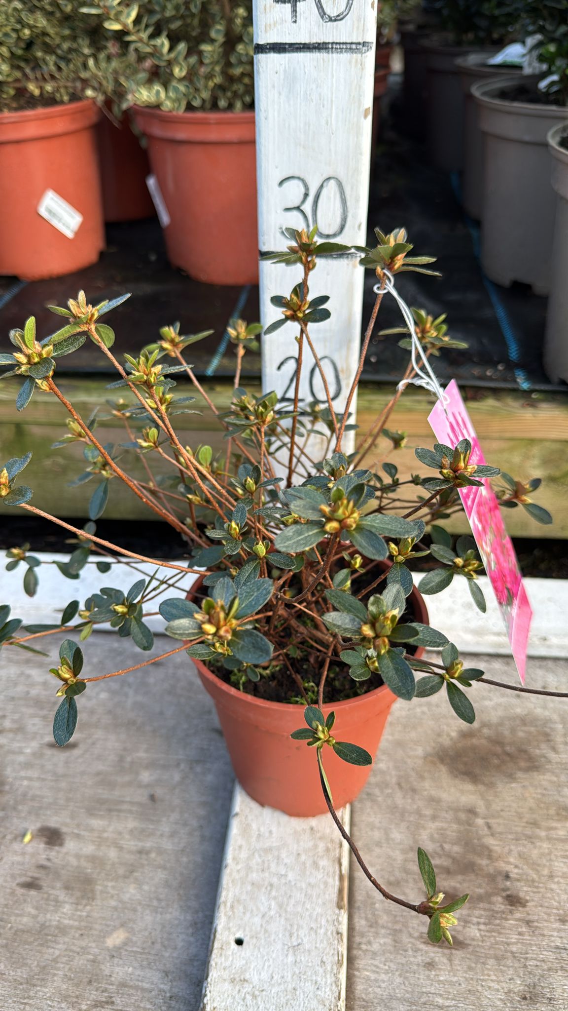 Azalea 'Amoena' 1L