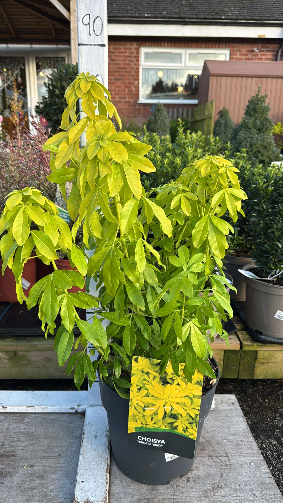 Choisya Brica 10L