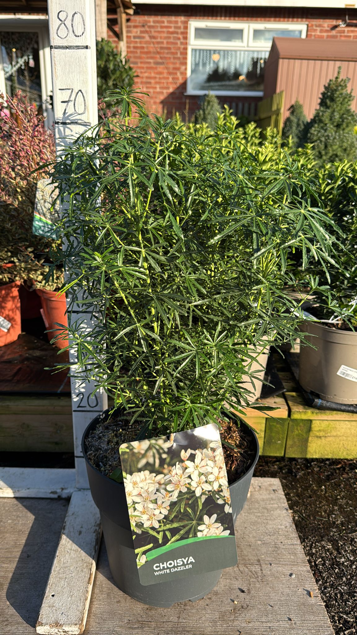 Choisya 'White Dazzler' 10L
