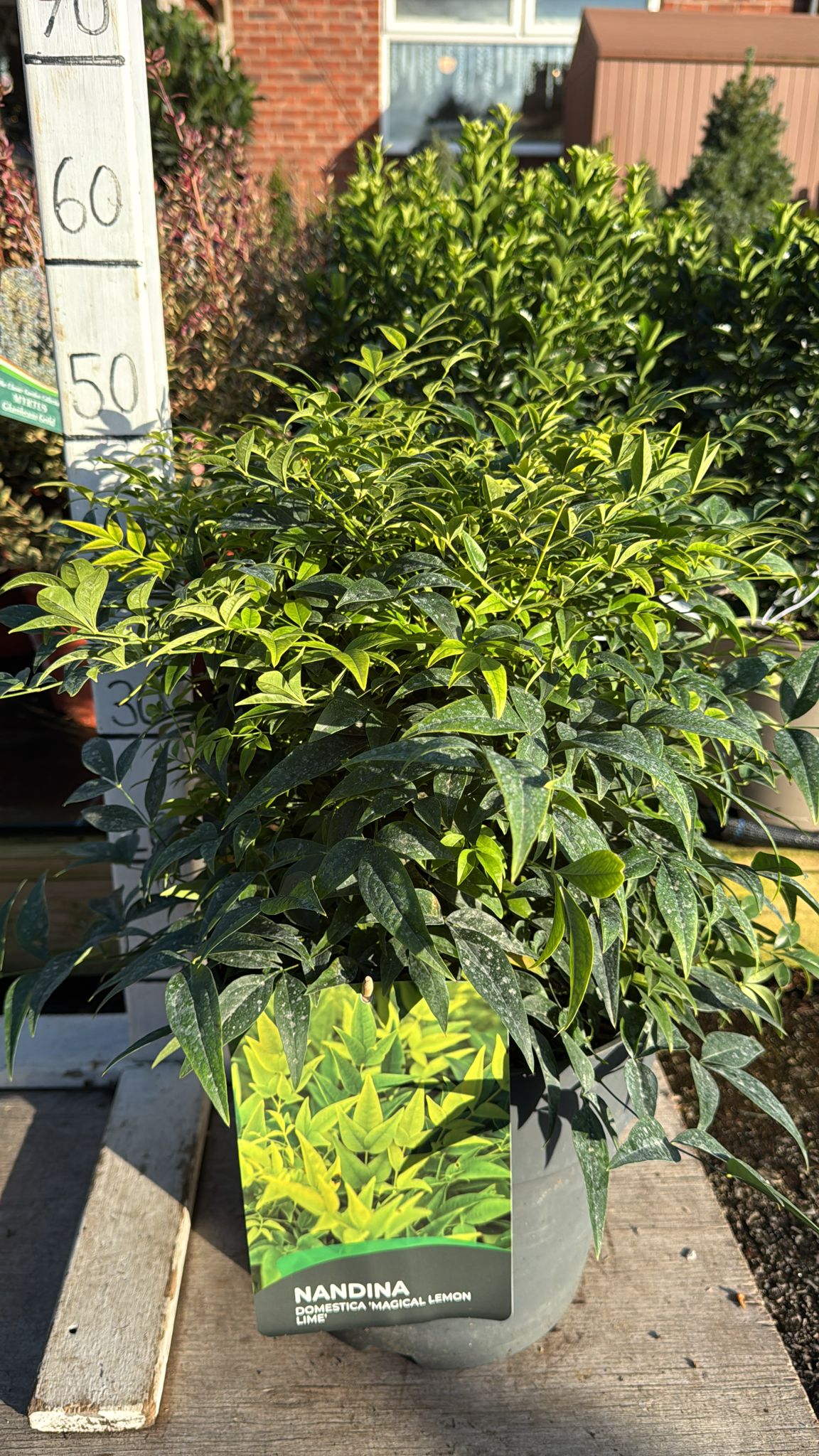 Nandina 'Magical Lemon and Lime' 10L
