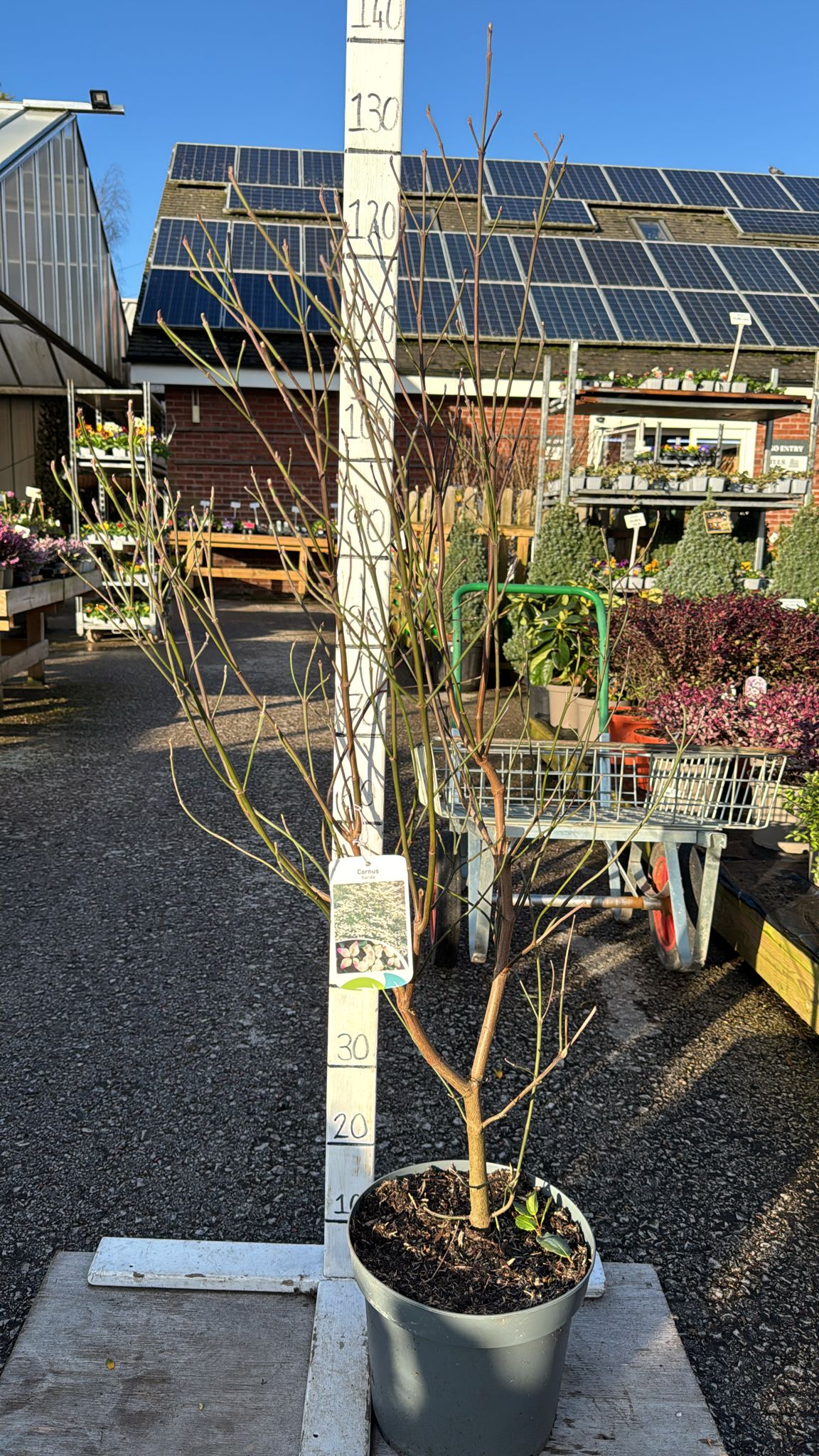 Cornus 'Florida' 7.5L