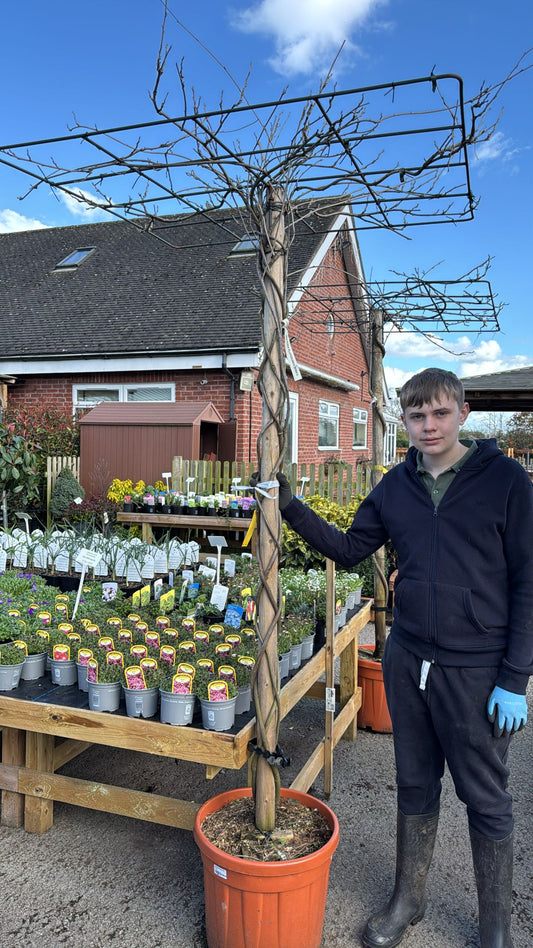 Wisteria Roof on Stem (local Delivery/ colllection).