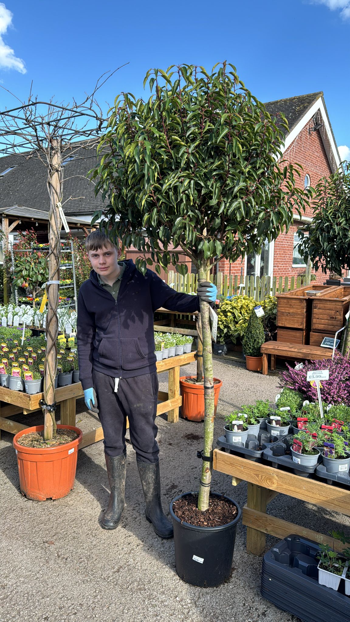 Standard Portuguese Laurel (Local delivery/collection).