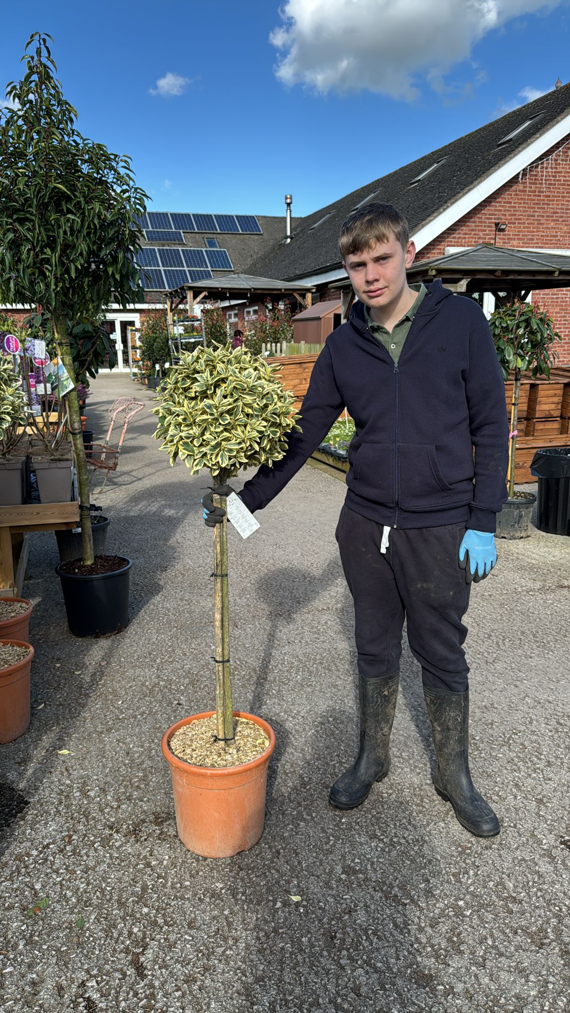 Euonymus Bravo Standard