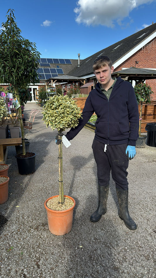 Euonymus Bravo Standard