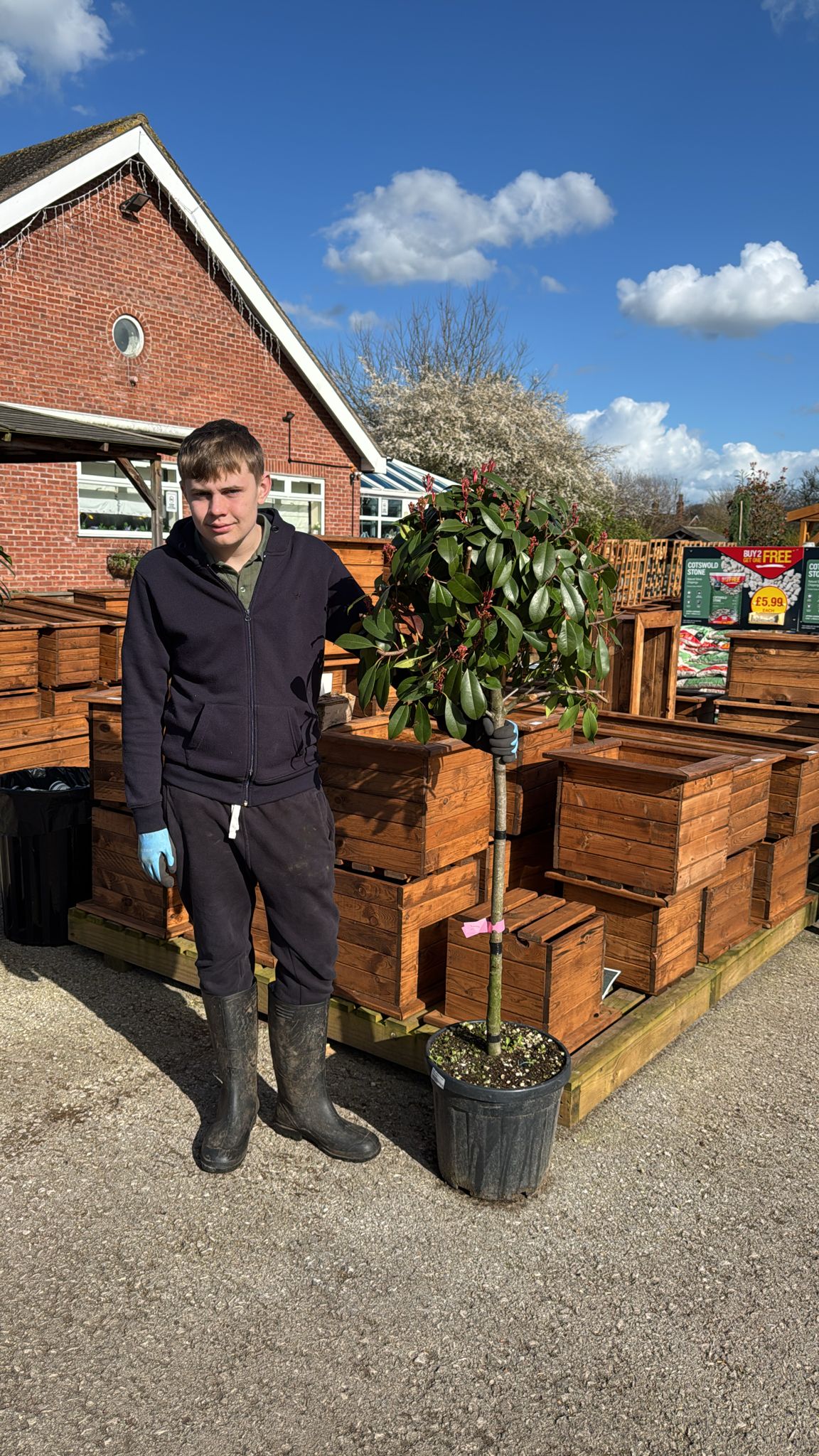 Photinia Red Robin Standard (local delivery/ collection).