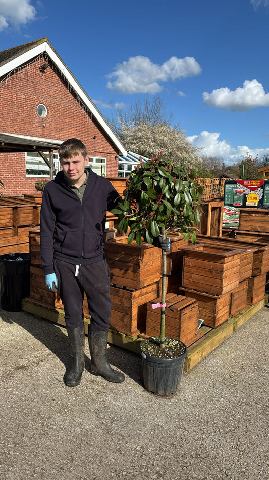 Photinia Red Robin Standard (local delivery/ collection).