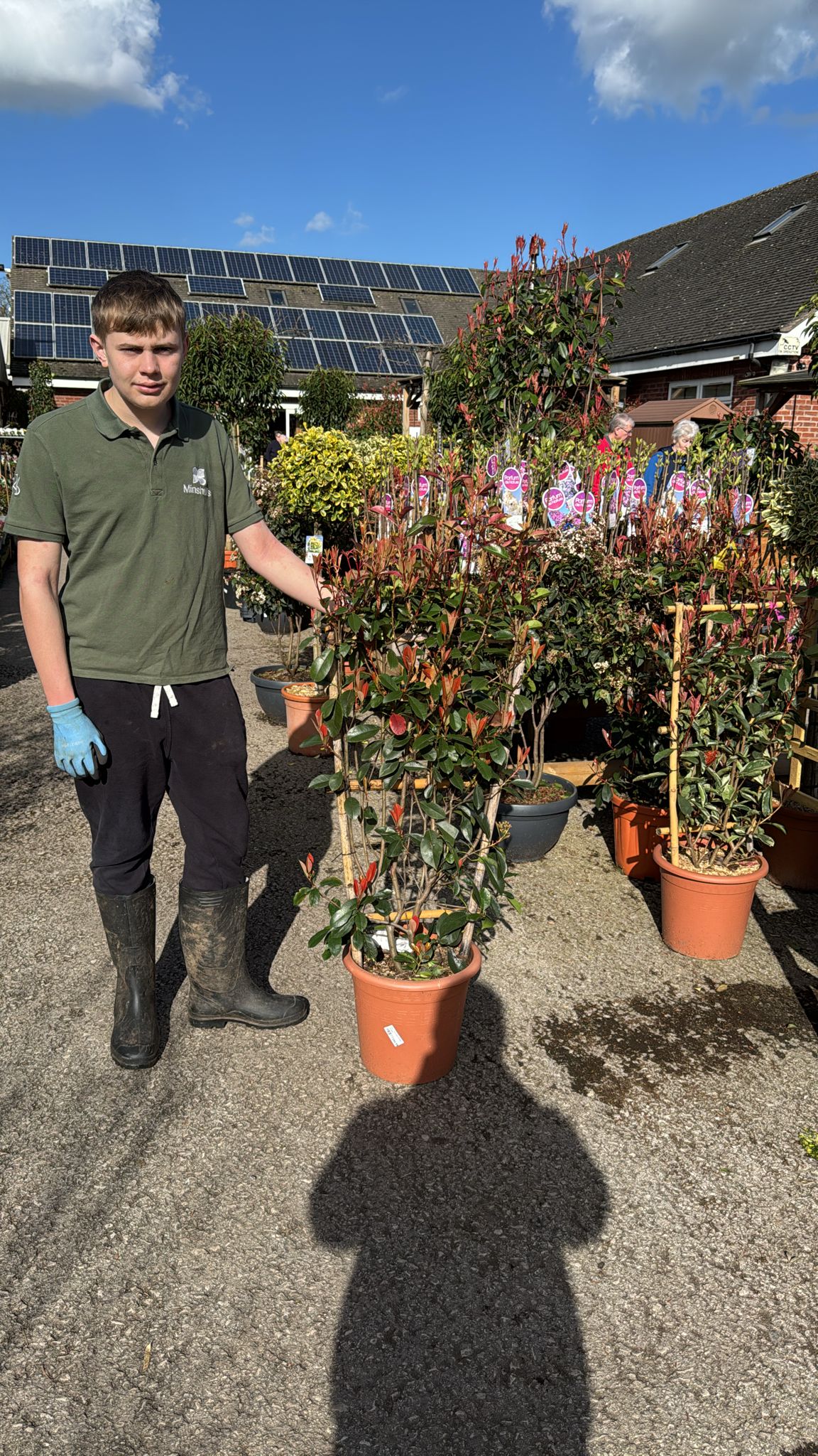 Photinia Red Robin Small Frame