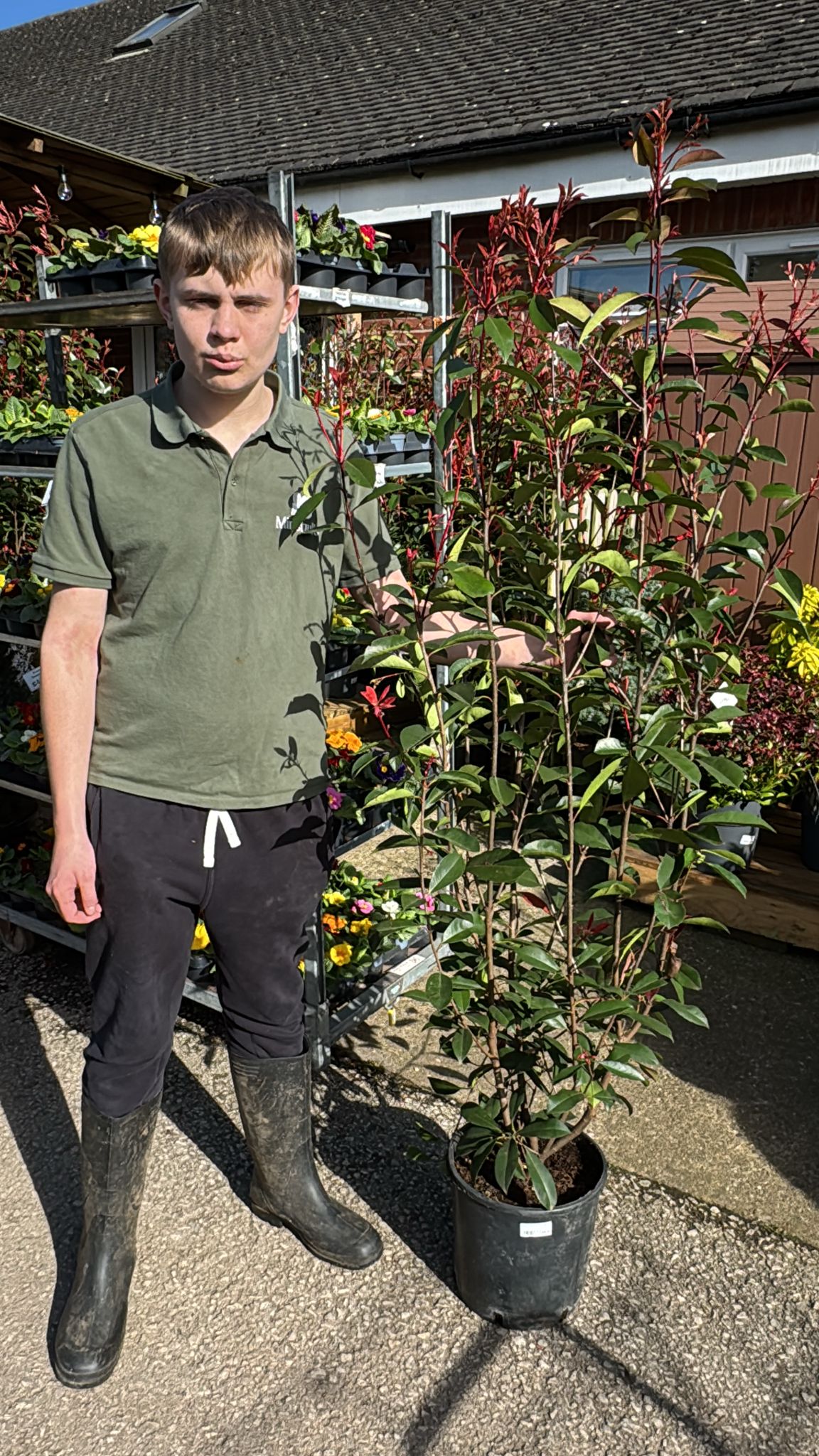 Photinia Red Robin (Local delivery/collection).