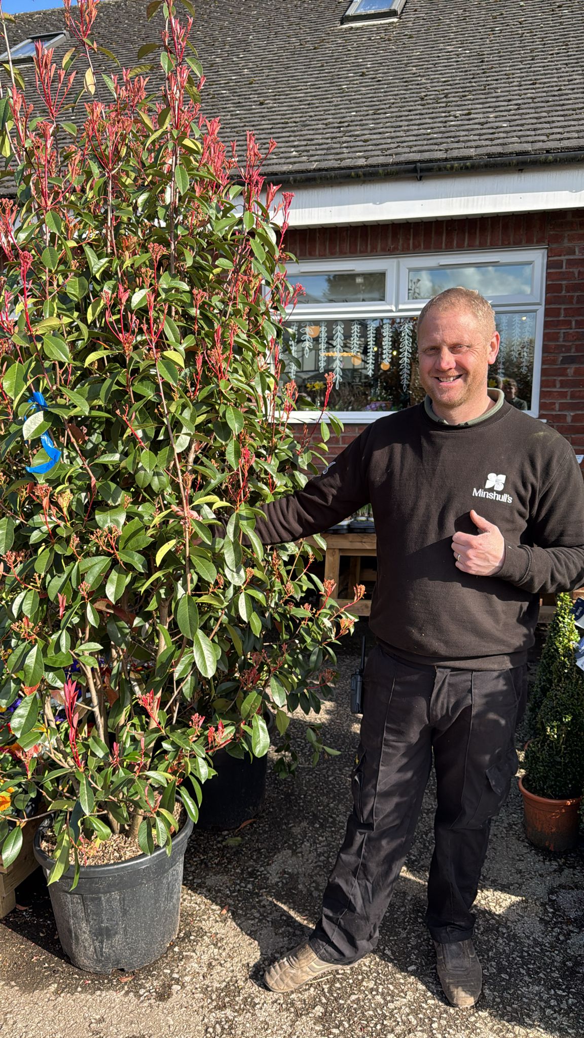 Photinia Red Robin