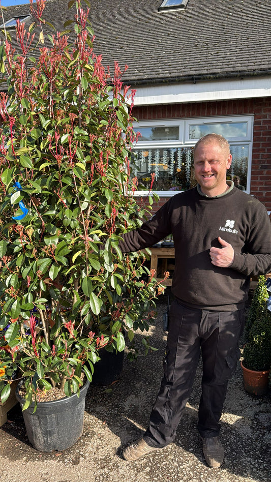 Photinia Red Robin