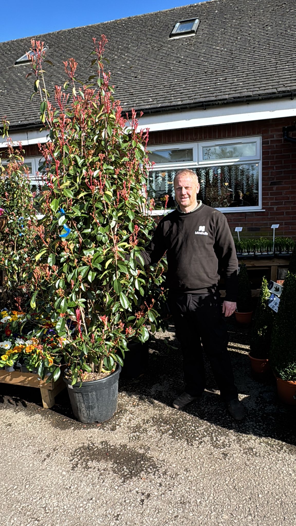 Photinia Red Robin