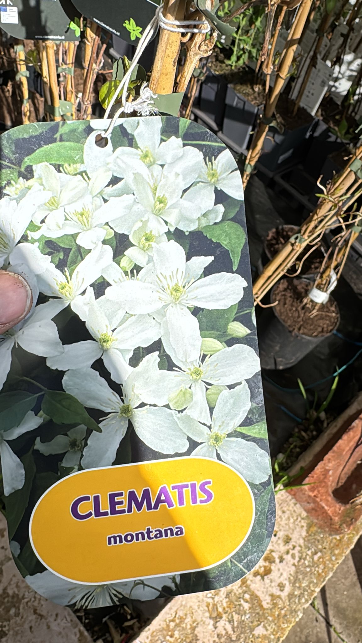 Clematis Montana 2L