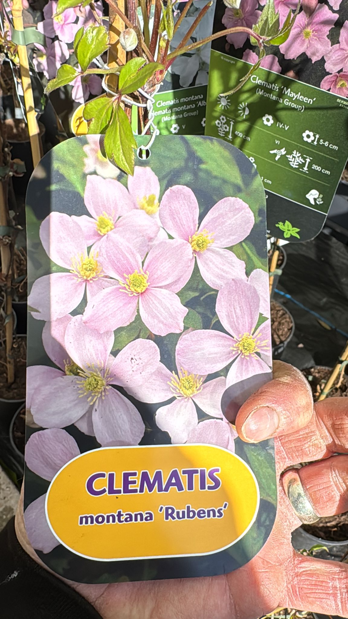 Clematis 'Rubens' 2L