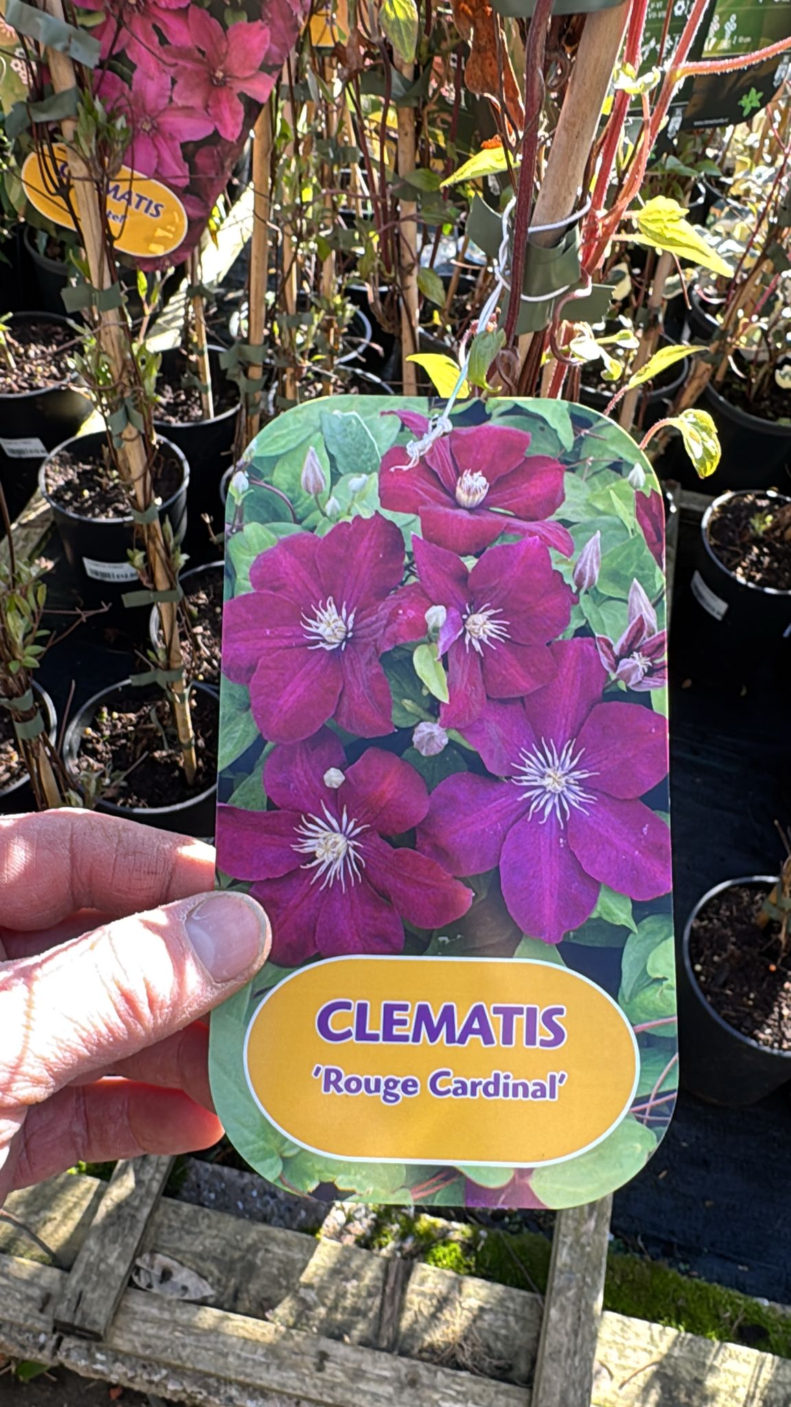 Clematis 'Rouge Cardinal' 2L