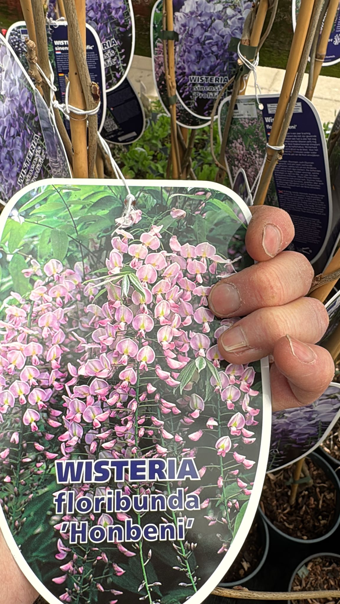 Wisteria Floribunda 'Honbeni' 2L
