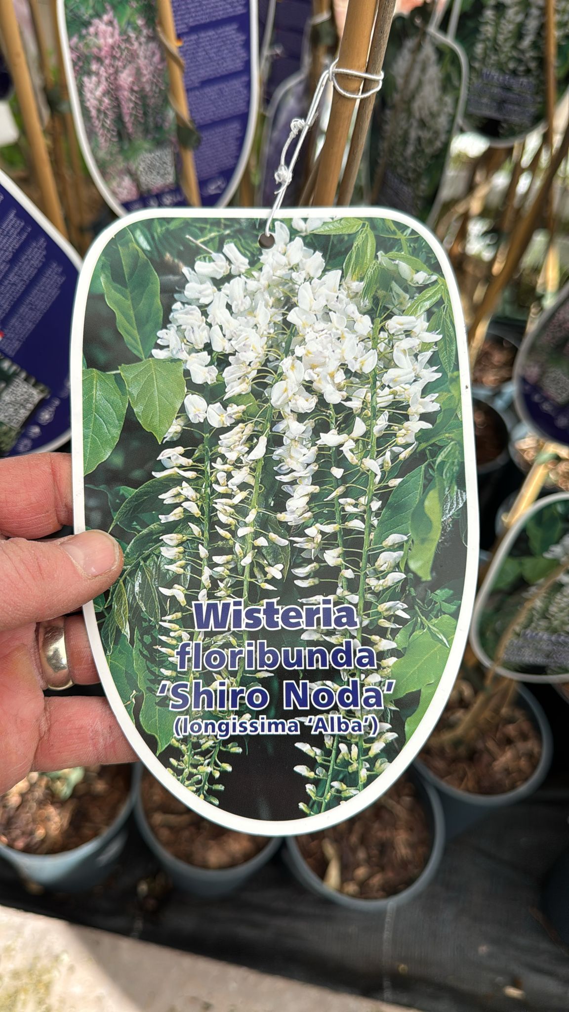 Wisteria Floribunda 'Shiro Noda'. 2L