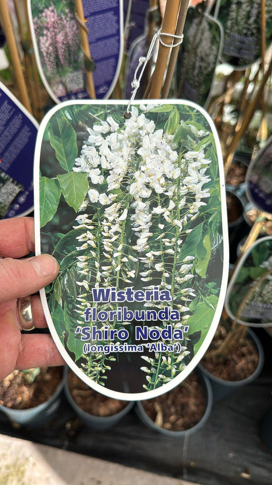 Wisteria Floribunda 'Shiro Noda'. 2L