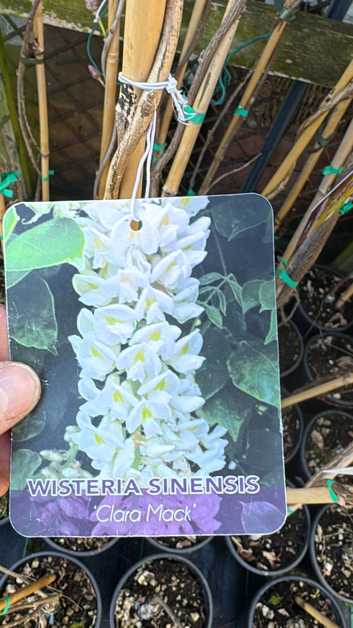 Wisteria Sinensis 'Clara Mack' 3L Pot