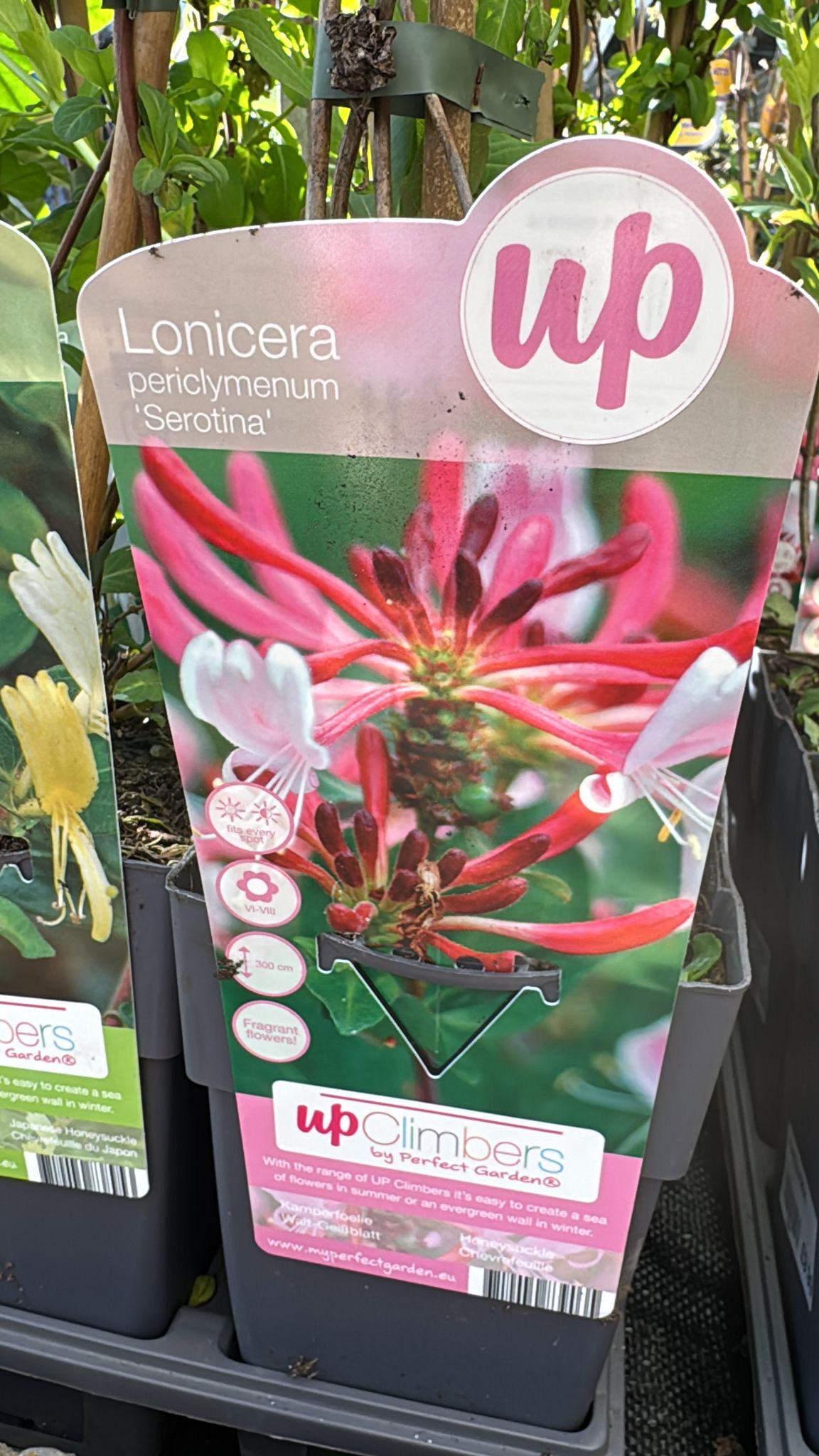 Lonicera Periclymanum 'Serotina'. Honeysuckle.