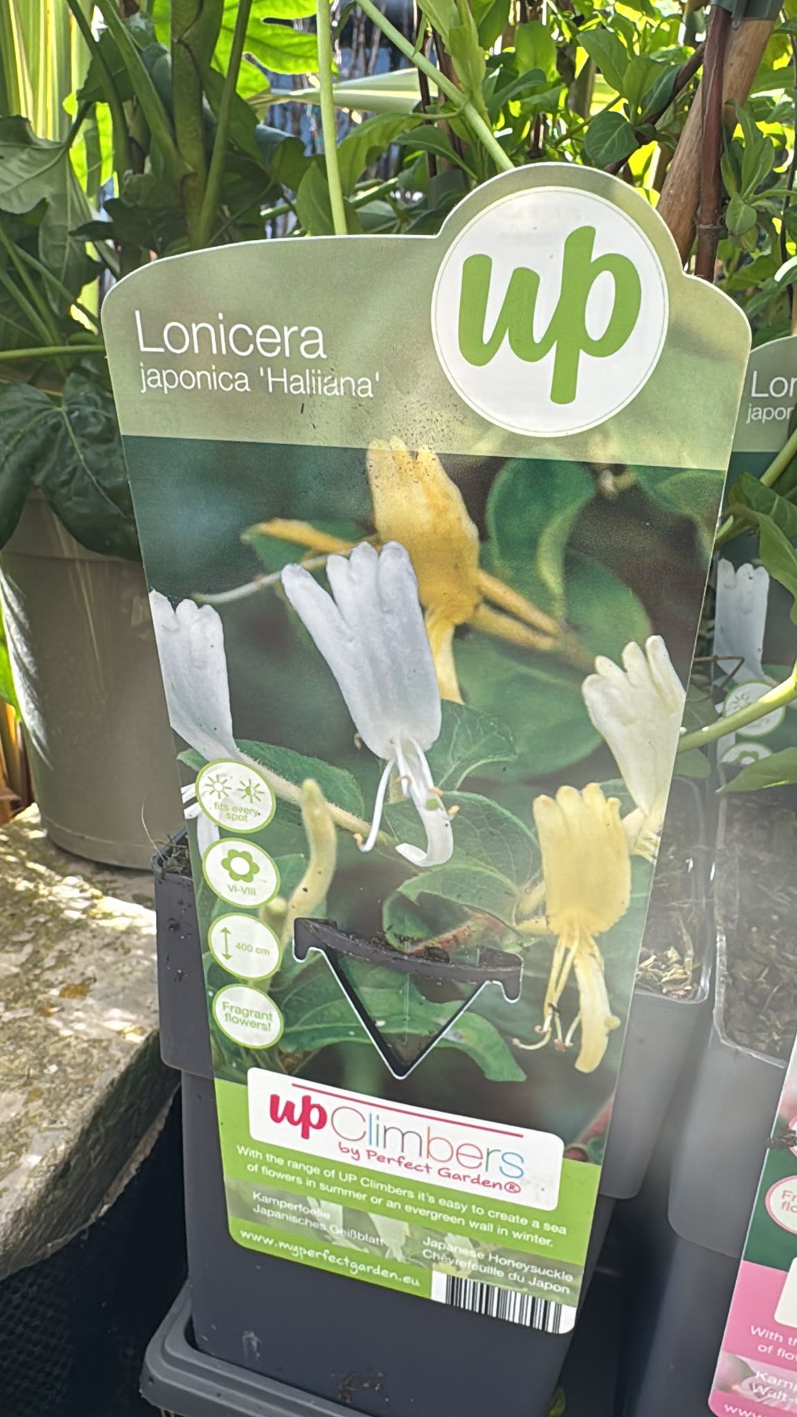 Lonicera japonica 'Haliana'. Honeysuckle.