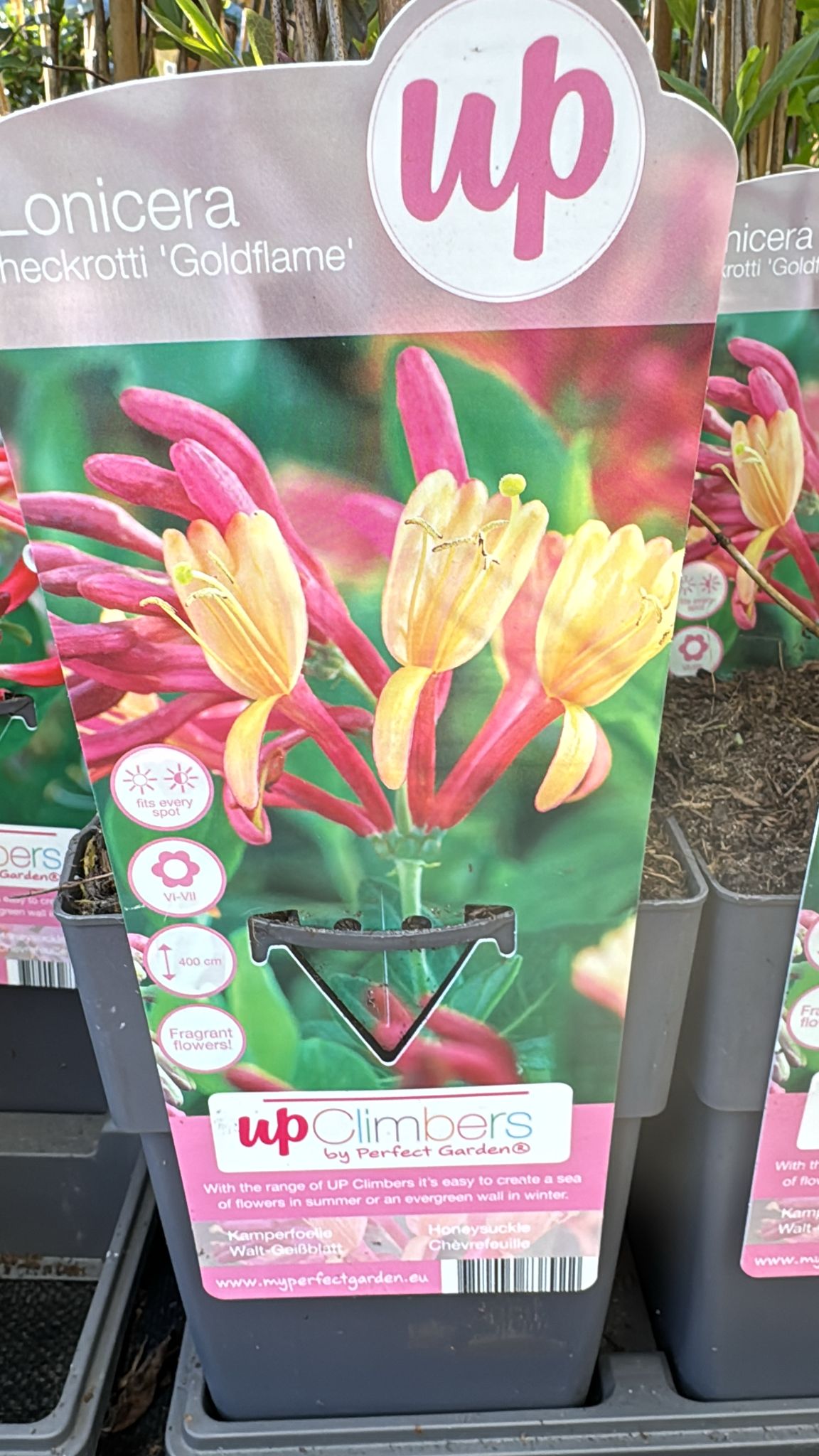 Lonicera Heckrotti 'Goldflame'.